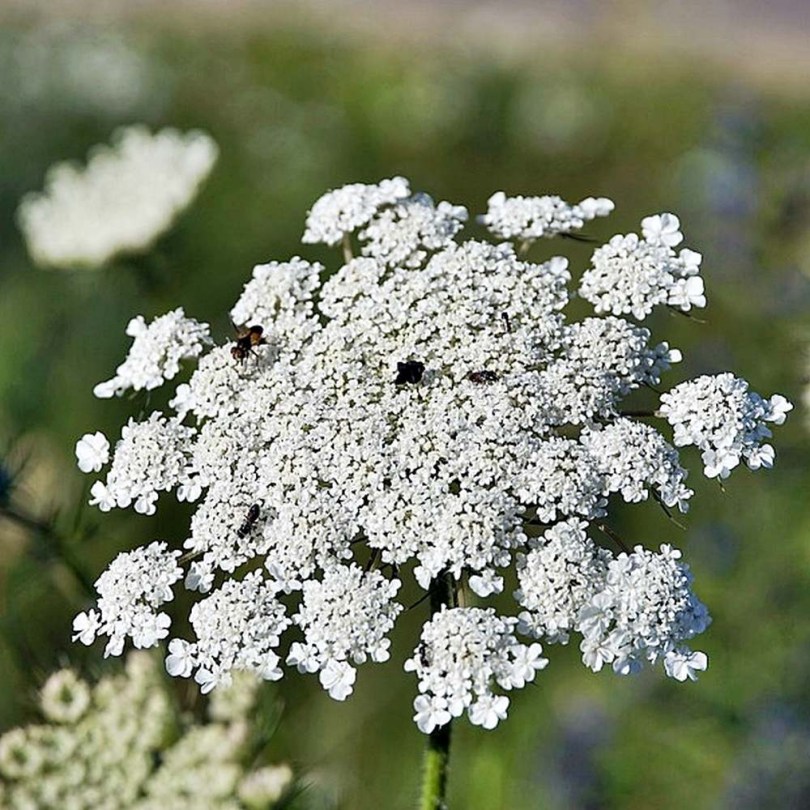 Vadmurok - Daucus carota, Daucus carota, gyökérzöldség, zöldség